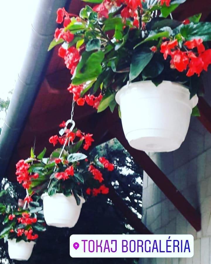 מלון טוקאי Borgaleria מראה חיצוני תמונה